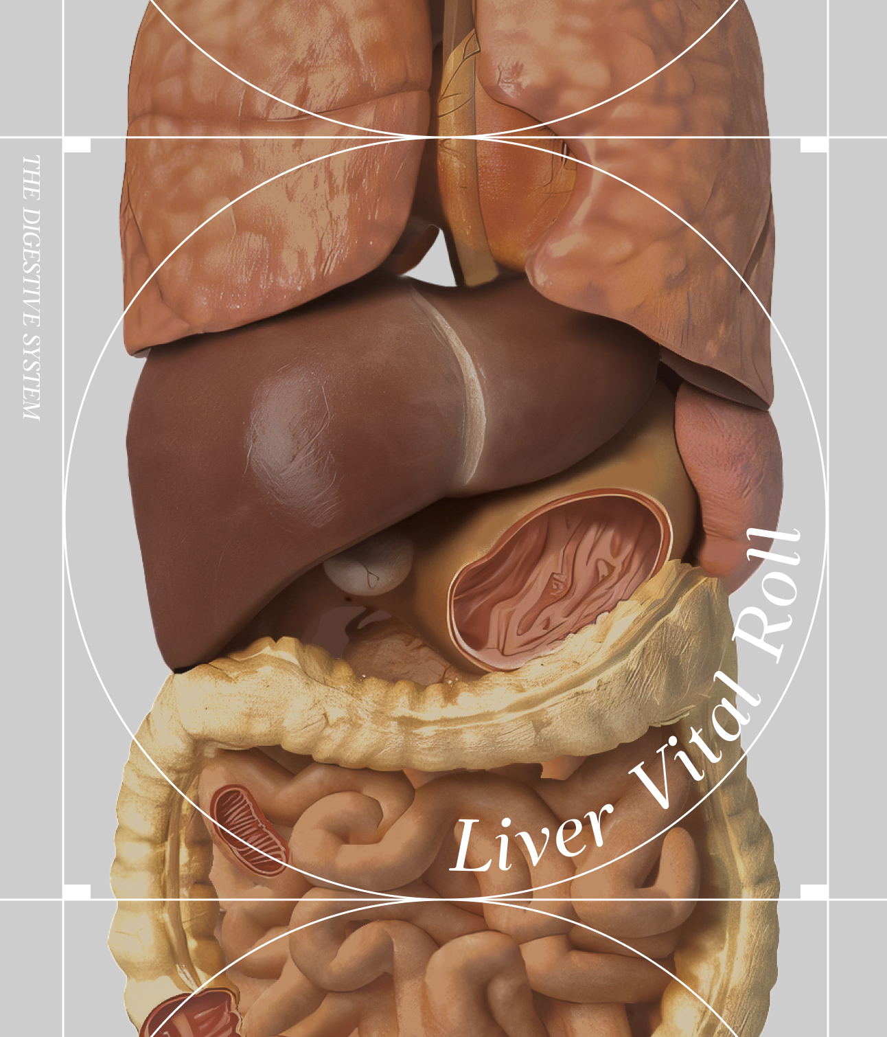 Illustration representing the liver's vital role in the human body