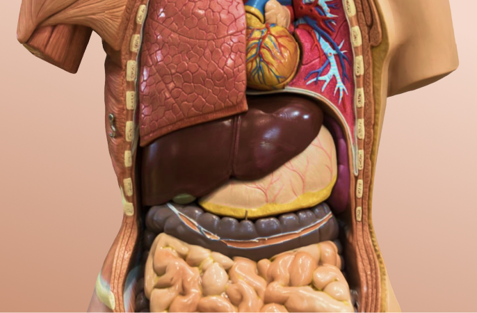 Why the liver is so important & how it works